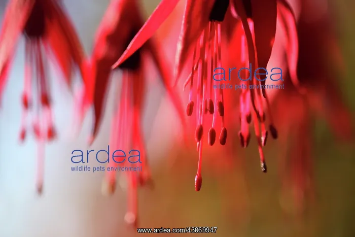 : Fuchsia. Fuchsia : Fuchsia. Fuchsia