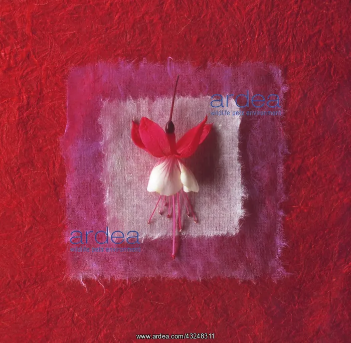 : Fuchsia. Fuchsia : Fuchsia. Fuchsia