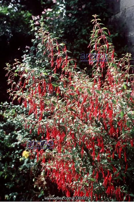 : FUCHSIA : FUCHSIA