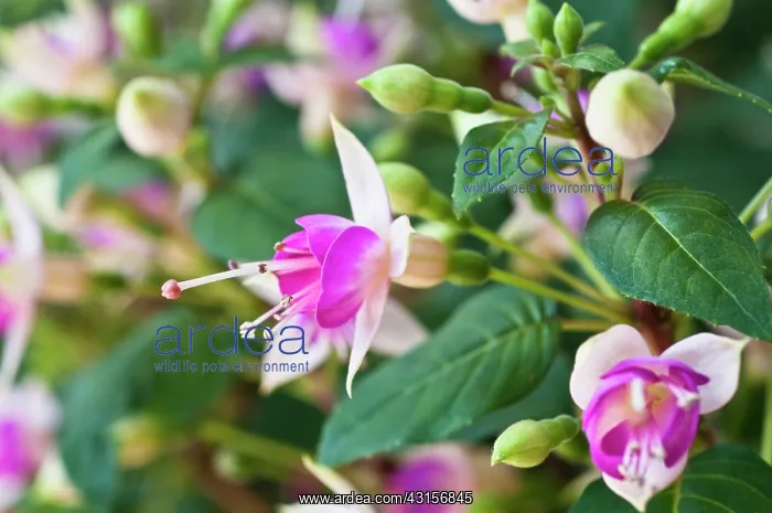 : Fuchsia Bon Accorde, Close view of one flower : Fuchsia Bon Accorde, Close view of one flower