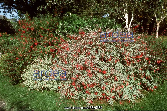 : Fuchsia bush - in garden : Fuchsia bush - in garden