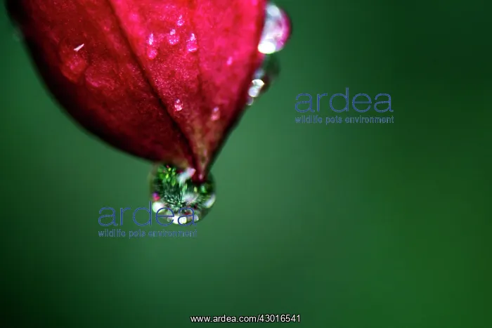  : Fuchsia Flower close up with rain drop