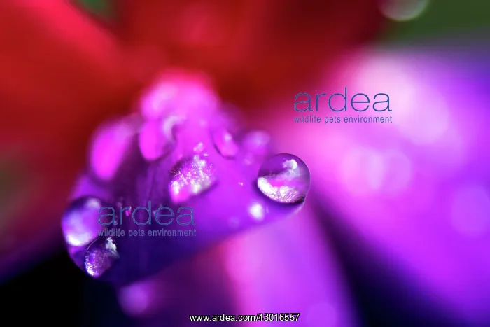 : Fuchsia Flower Petals close up with rain drops : Fuchsia Flower Petals close up with rain drops