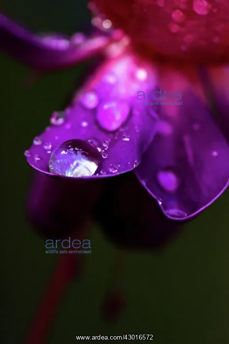 : Fuchsia Flower Petals close up with rain drops : Fuchsia Flower Petals close up with rain drops