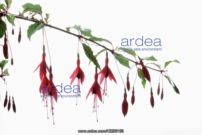 : Fuchsia, Fuchsia magellanica, Red subject, White : Fuchsia, Fuchsia magellanica, Red subject, White