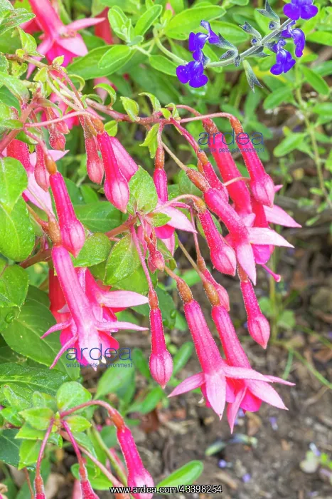 : Fuchsia fulgens, flowers : Fuchsia fulgens, flowers