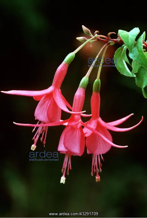 : FUCHSIA - Jack Shahan : FUCHSIA - Jack Shahan