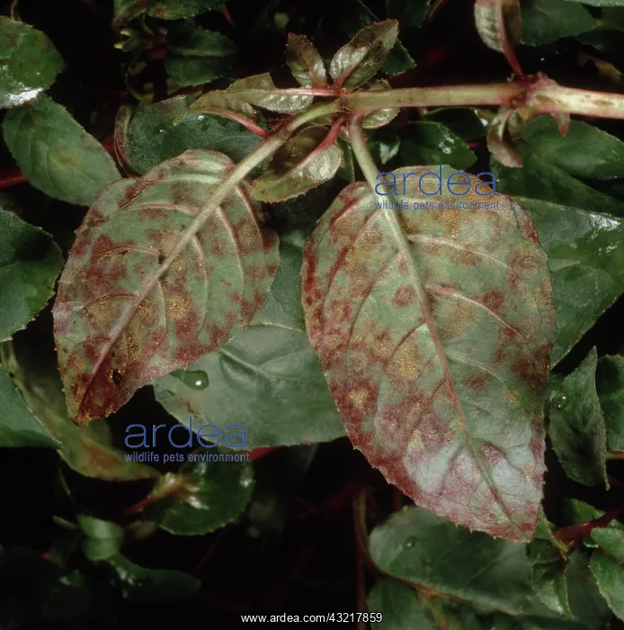 : Fuchsia rust : Fuchsia rust