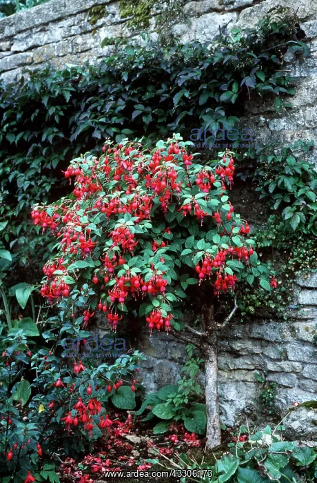 : FUCHSIA TREE - sheltered by wall : FUCHSIA TREE - sheltered by wall