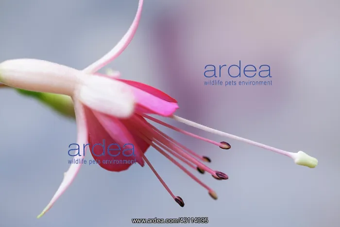 : Fuchsia Walz Jubelteen, Close side view of one : Fuchsia Walz Jubelteen, Close side view of one