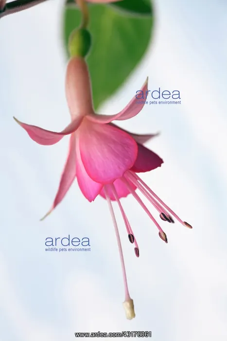 : Fuchsia Walz Jubelteen, Close side view of one : Fuchsia Walz Jubelteen, Close side view of one