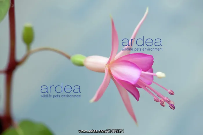 : Fuchsia Walz Jubelteen, Close side view of one : Fuchsia Walz Jubelteen, Close side view of one