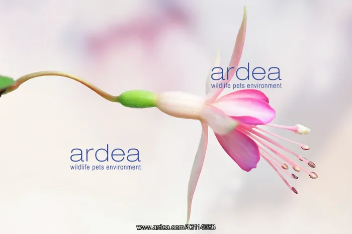 : Fuchsia Walz Jubelteen, Side view of one pale : Fuchsia Walz Jubelteen, Side view of one pale