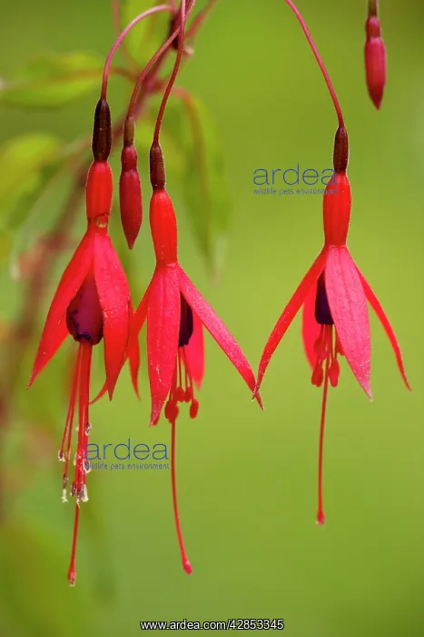 : Fuchsia - widely naturalised in western Britain : Fuchsia - widely naturalised in western Britain