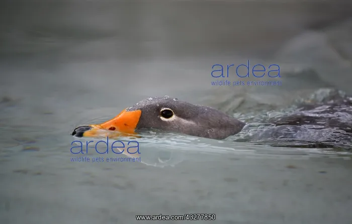 : Fuegian steamer duck (Tachyeres pteneres), swimming : Fuegian steamer duck (Tachyeres pteneres), swimming