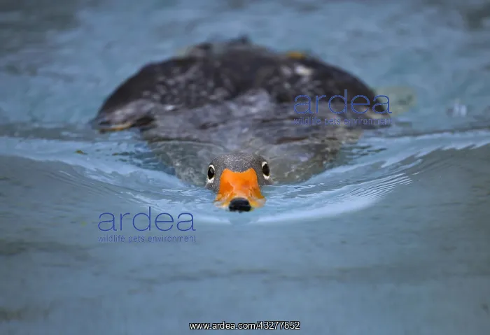 : Fuegian steamer duck (Tachyeres pteneres), swimming : Fuegian steamer duck (Tachyeres pteneres), swimming