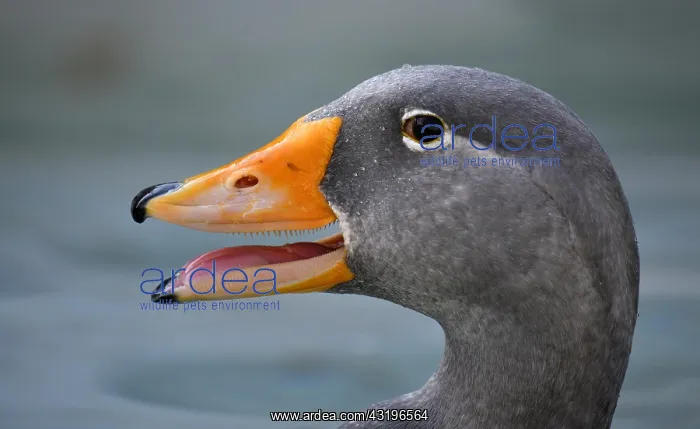 : Fuegian steamer duck (Tachyeres pteneres), calls : Fuegian steamer duck (Tachyeres pteneres), calls