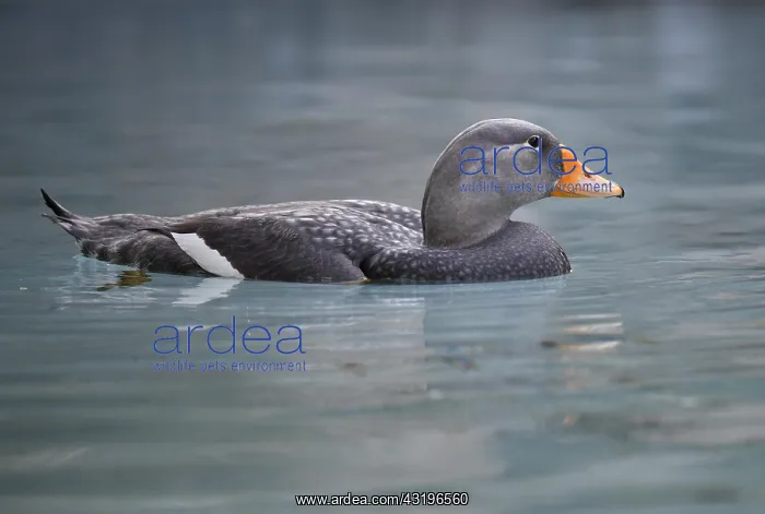 : Fuegian steamer duck (Tachyeres pteneres), floats : Fuegian steamer duck (Tachyeres pteneres), floats