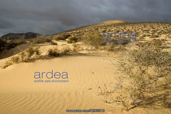 : Fuerteventura - dunes near Las Playas : Fuerteventura - dunes near Las Playas