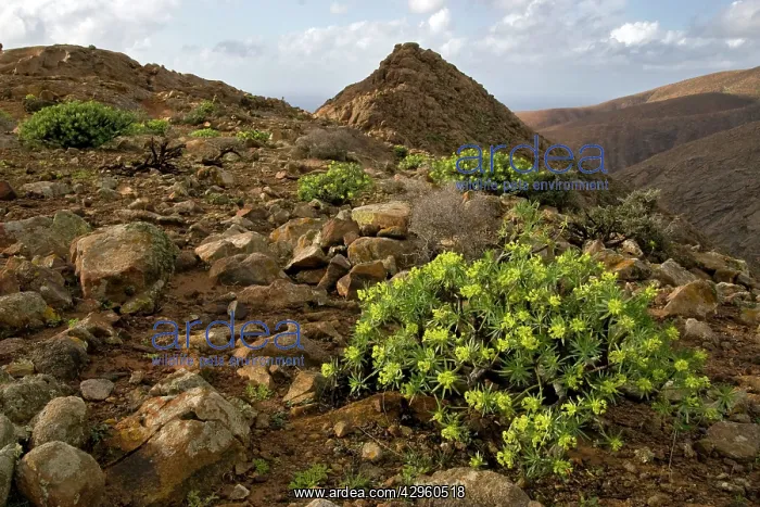 : Fuerteventura - hills near Betancuria : Fuerteventura - hills near Betancuria
