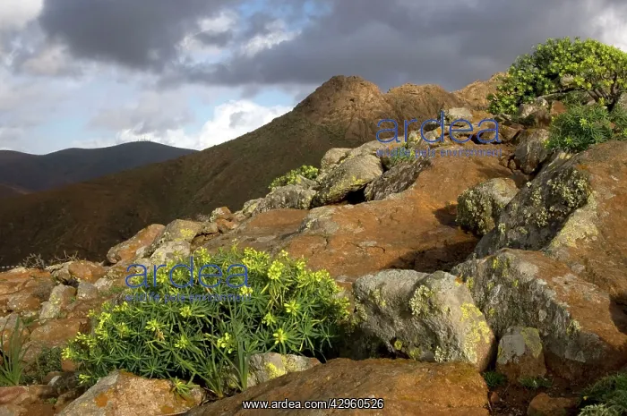 : Fuerteventura - hills near Betancuria : Fuerteventura - hills near Betancuria