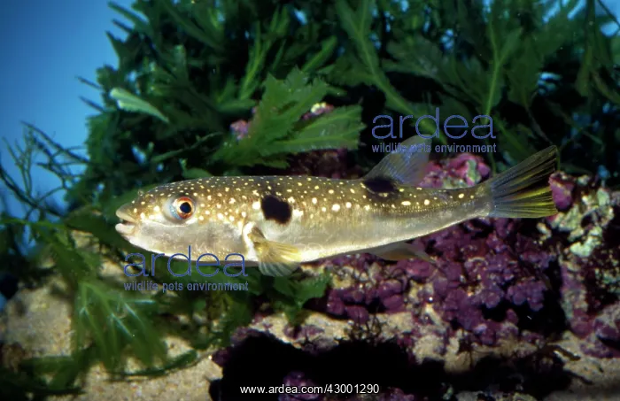 : Fugu / Grass Pufferfish : Fugu / Grass Pufferfish