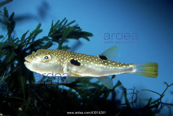 : Fugu / Grass Pufferfish : Fugu / Grass Pufferfish