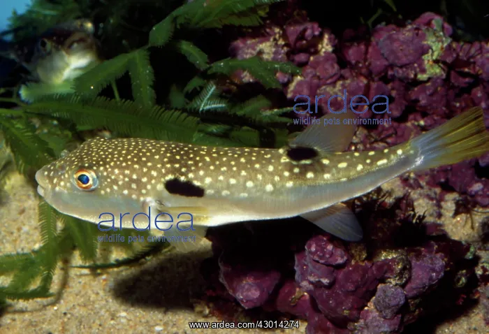 : Fugu / Grass Pufferfish : Fugu / Grass Pufferfish