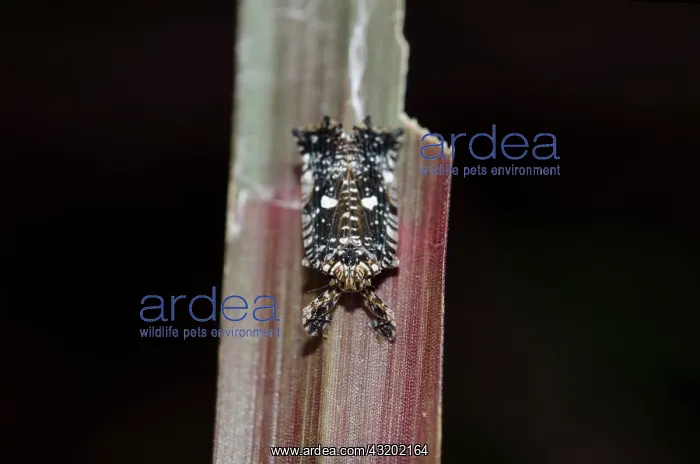: Fulgoroid Planthopper on leaf - Saba, Bali, Indonesia : Fulgoroid Planthopper on leaf - Saba, Bali, Indonesia