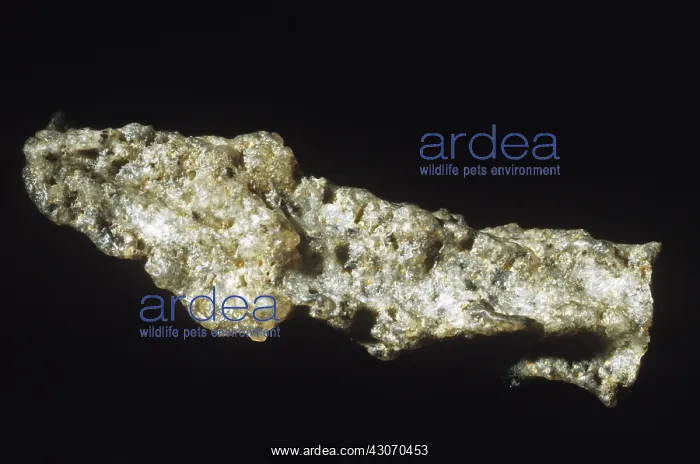 : Fulgurites from Algeria. Fulgurites are glassy tubes formed by lightening : Fulgurites from Algeria. Fulgurites are glassy tubes formed by lightening