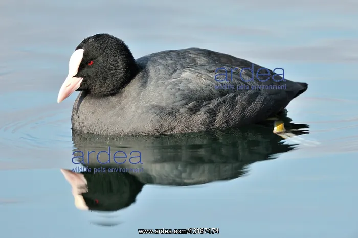 : Fulica atra Fulica : Fulica atra Fulica