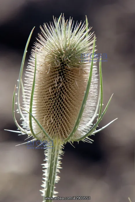 : Fuller's Teasel - close-up : Fuller's Teasel - close-up