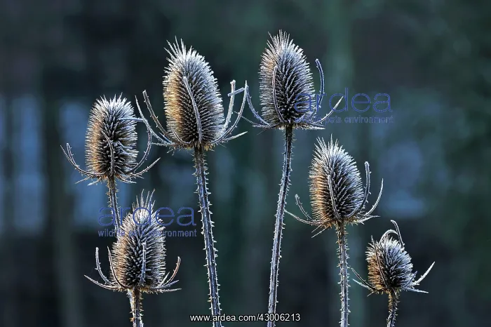 : Fuller's Teasel seed stem : Fuller's Teasel seed stem