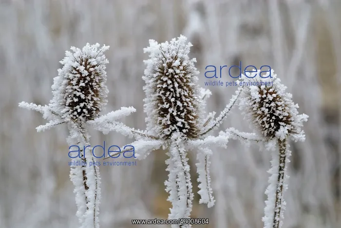 : Fuller's Teasel Wild Teasel covered in Hoar Frost : Fuller's Teasel Wild Teasel covered in Hoar Frost
