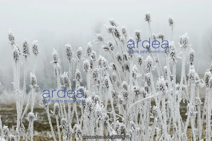 : Fuller's Teasel Wild Teasel covered in Hoar Frost : Fuller's Teasel Wild Teasel covered in Hoar Frost