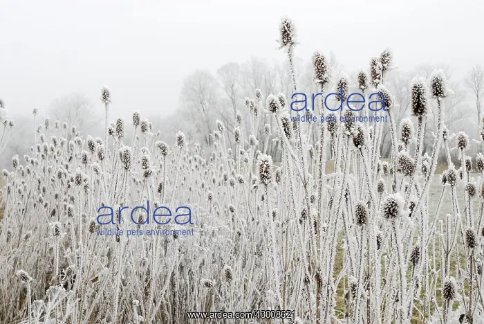: Fuller's Teasel Wild Teasel covered in Hoar Frost : Fuller's Teasel Wild Teasel covered in Hoar Frost