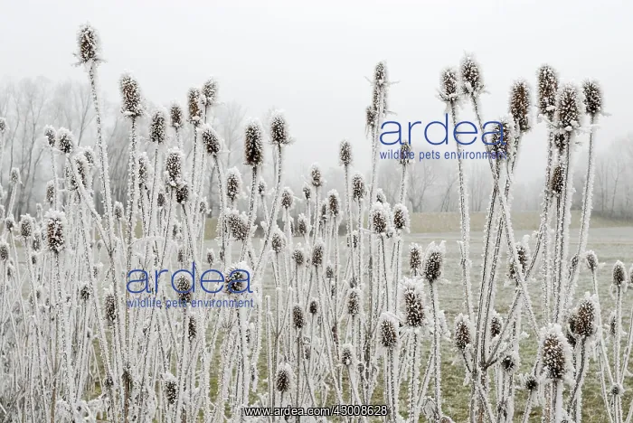 : Fuller's Teasel Wild Teasel covered in Hoar Frost : Fuller's Teasel Wild Teasel covered in Hoar Frost