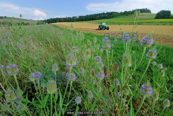  : Fuller's Teasel Wildflower strip Fallow land