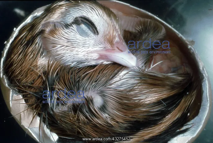 : Fully developed chicken embryo inside egg : Fully developed chicken embryo inside egg