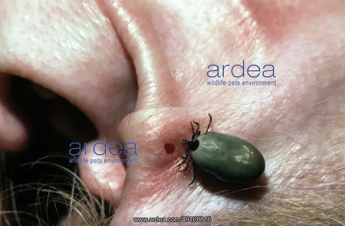 : Fully Engorged Adult Deer Tick : Fully Engorged Adult Deer Tick