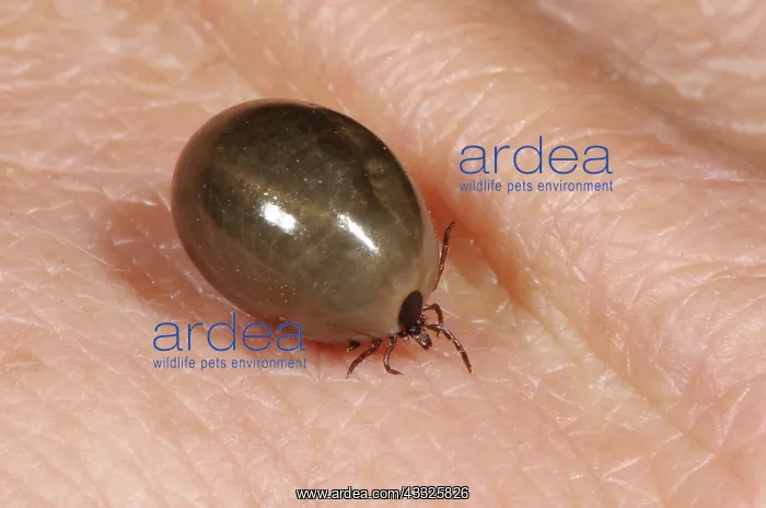: Fully Engorged Deer Tick : Fully Engorged Deer Tick