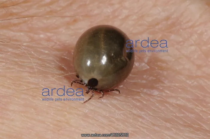 : Fully Engorged Deer Tick : Fully Engorged Deer Tick