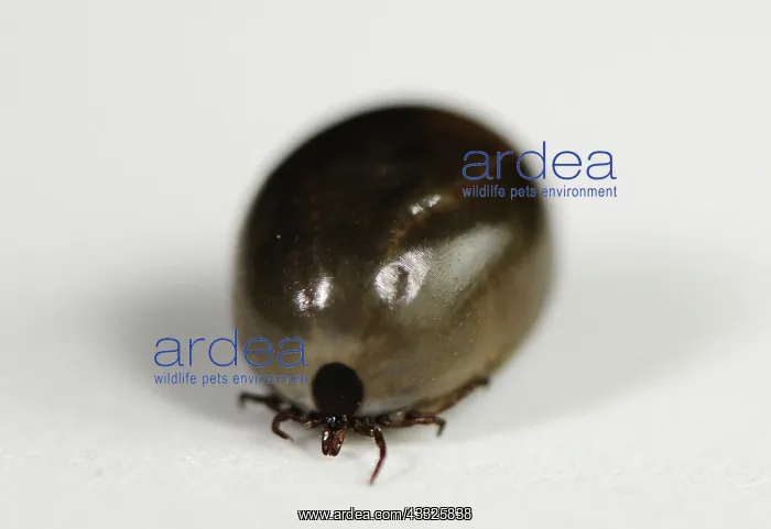 : Fully Engorged Deer Tick : Fully Engorged Deer Tick