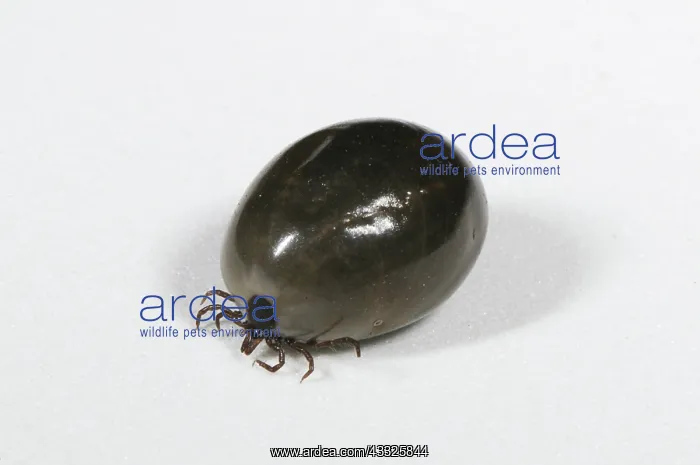 : Fully Engorged Deer Tick : Fully Engorged Deer Tick
