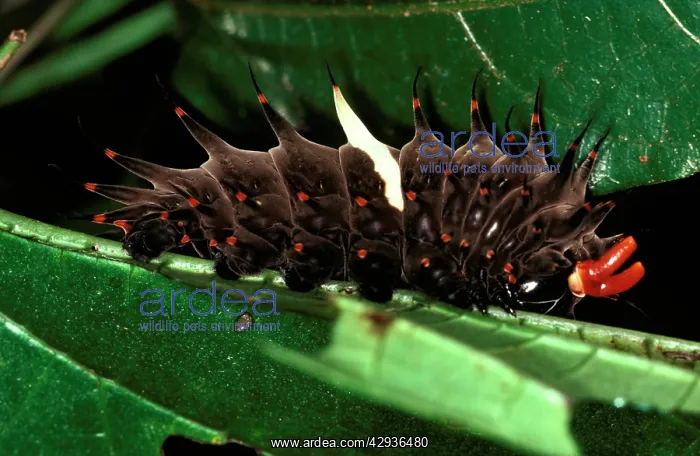 : Fully grown larva / Caterpillar of Cairns birdwing : Fully grown larva / Caterpillar of Cairns birdwing