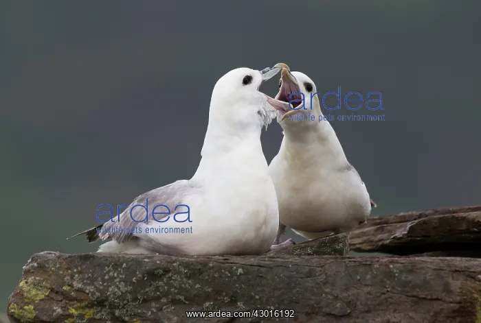  : Fulmar pair greeting. Shetland Islands, UK