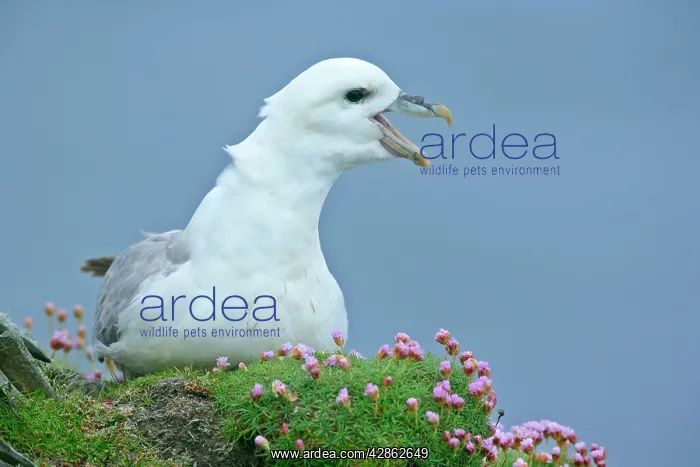 : Fulmar - adult sitting on nest crying - in sea thrift : Fulmar - adult sitting on nest crying - in sea thrift