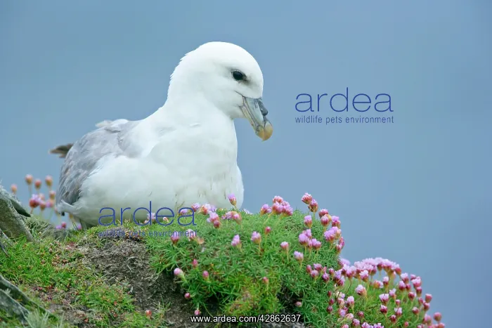 : Fulmar - adult sitting on nest - in sea thrift : Fulmar - adult sitting on nest - in sea thrift