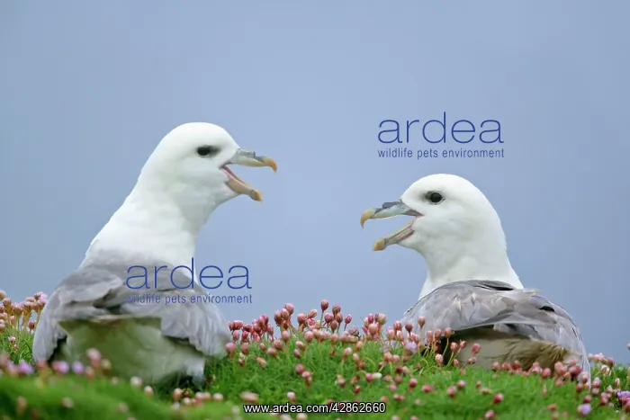 : Fulmar - two adults defending their nests - in sea thrift : Fulmar - two adults defending their nests - in sea thrift