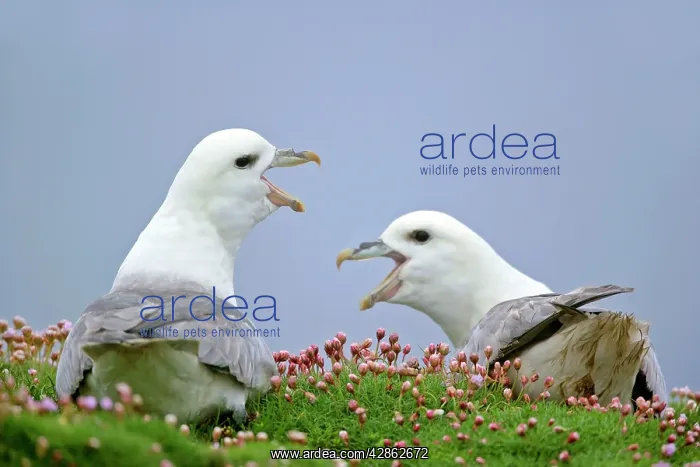: Fulmar - two adults defending their nests - in sea thrift : Fulmar - two adults defending their nests - in sea thrift